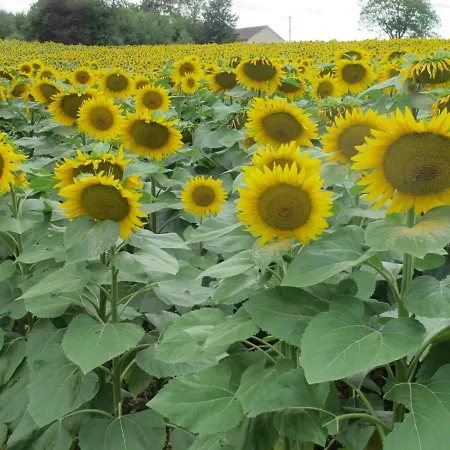 Chezlola Bed & Breakfast